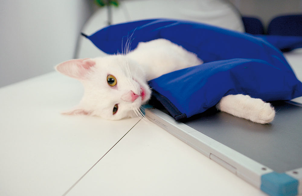 DR System (Vet Solutions)